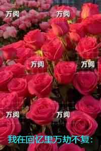 我在回忆里万劫不复:全文+后续+结局