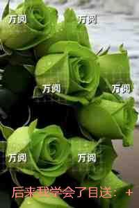 后来我学会了目送:免费阅读无弹窗